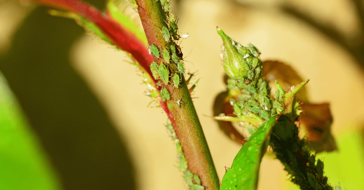 How to Get Rid of Aphids