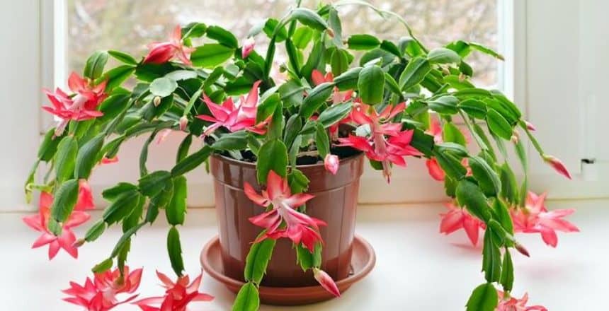 Christmas Cactus Care (1)