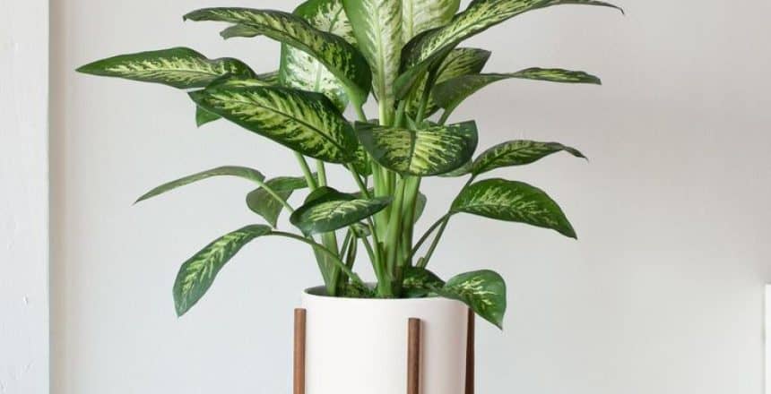 Dieffenbachia - White Ceramic & Dark Stand