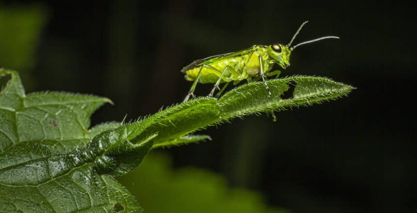 Close-Up Photo of an Insect Perched on Green Leaf