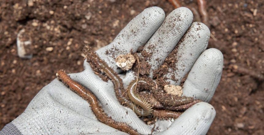 compost-still-life-concept-with-earthworms