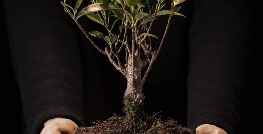 front-view-hands-holding-potted-plant