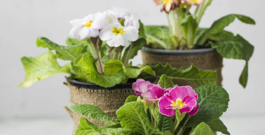 high-angle-tools-flowers-pots