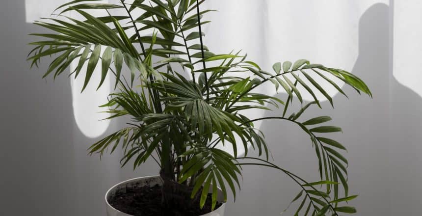 interior-design-with-green-plant-high-angle