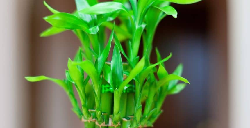 lucky bamboo plant in  pot at house interior