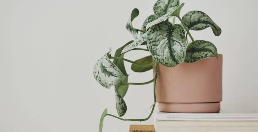 Pothos plant in a pot on a bench