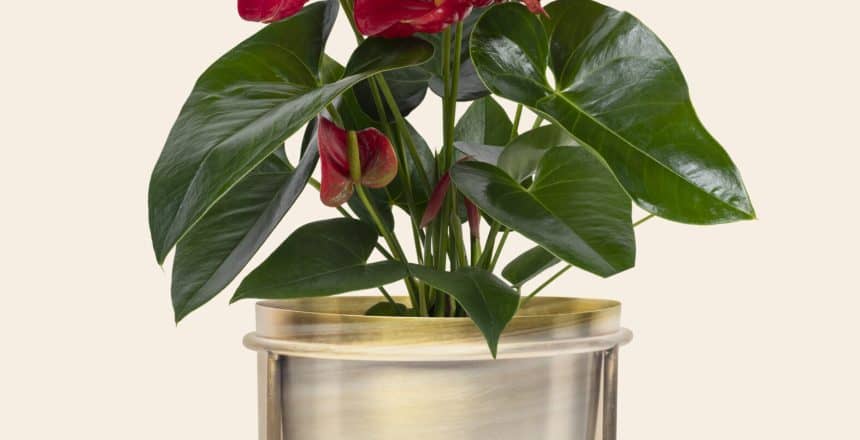 Red anthurium houseplant in a brass plant pot