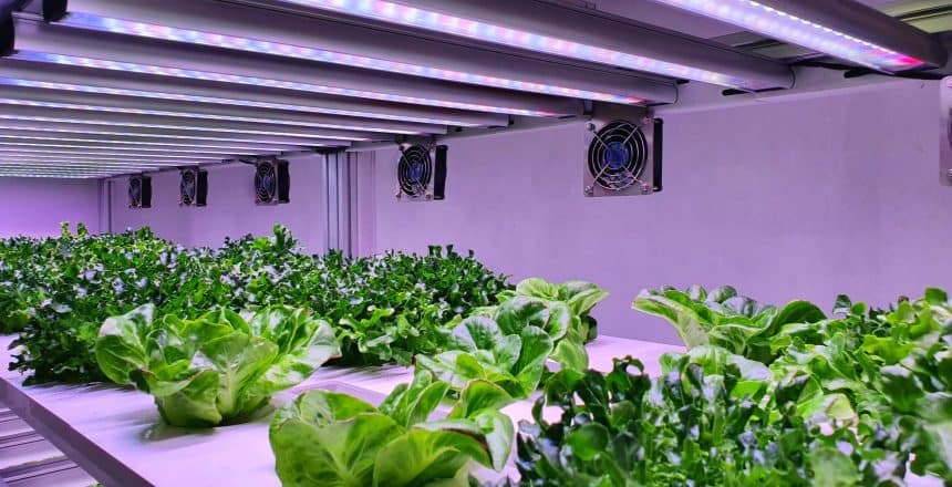 A special room equipped for growing plants in good conditions- perfect for plant growing business